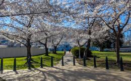 Cherry blossoms in Washington, DC.
