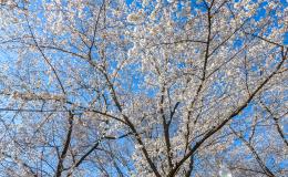 Cherry blossom tree in bloom.